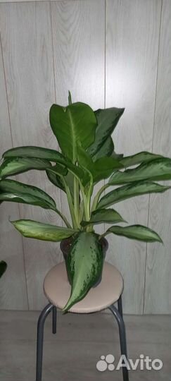 Аглаонема Клеопатра