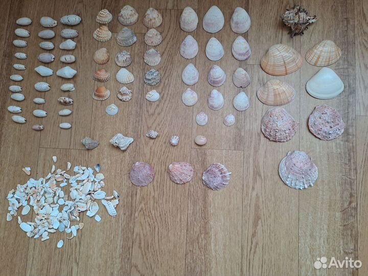 Корзинка с ракушками с персидского залива