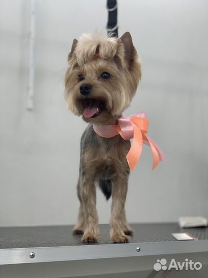 Модели на груминг бесплатно