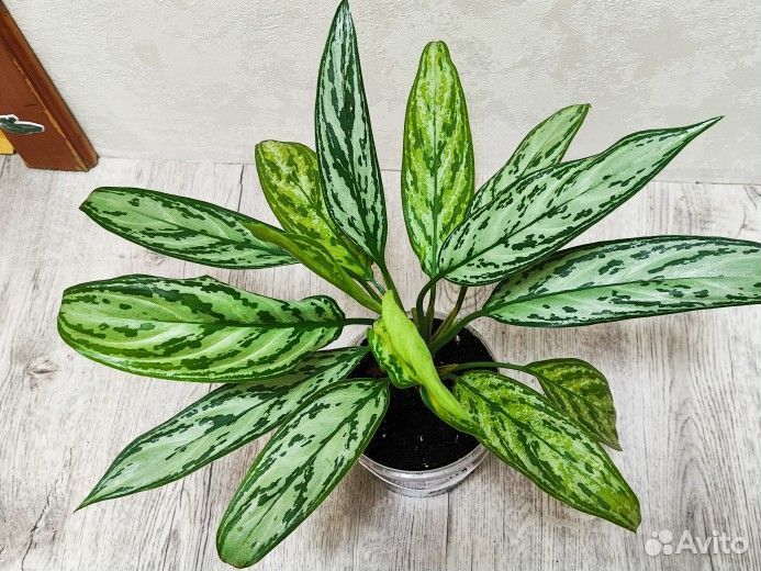 Комнатные цветы