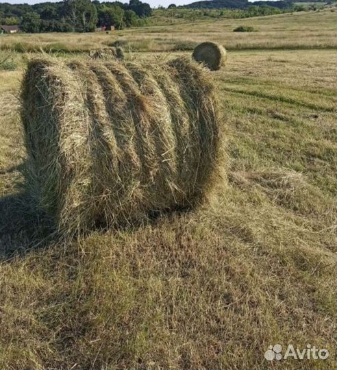 Продам сено в рулонах