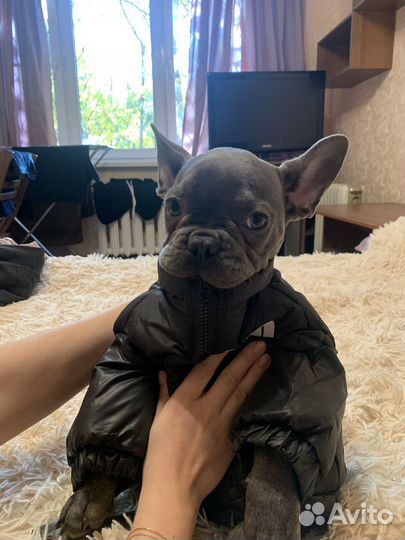 Французский бульдог кабель вязка