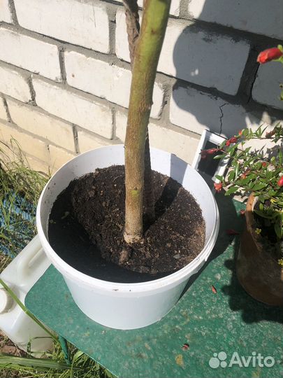 Томатное дерево (цифомандра)