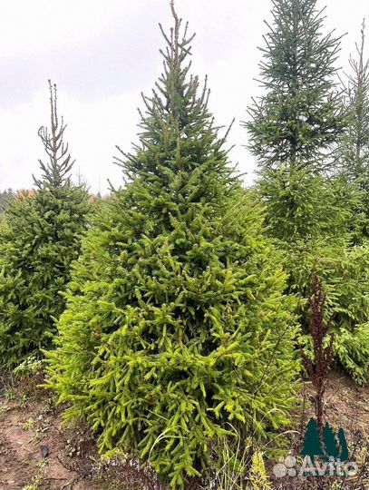 Ель обыкновенная экстра