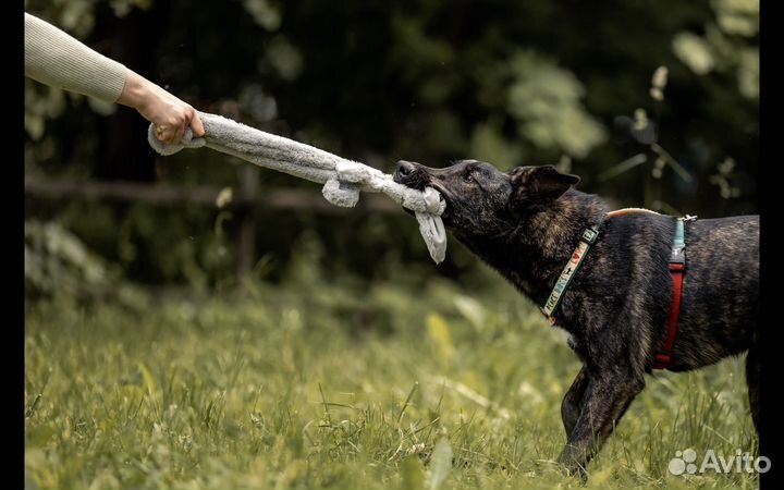 Собака в добрые руки