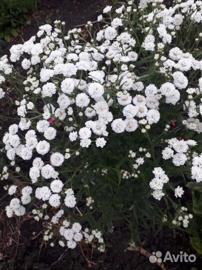 Многолетники для сада