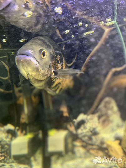 Астронотус