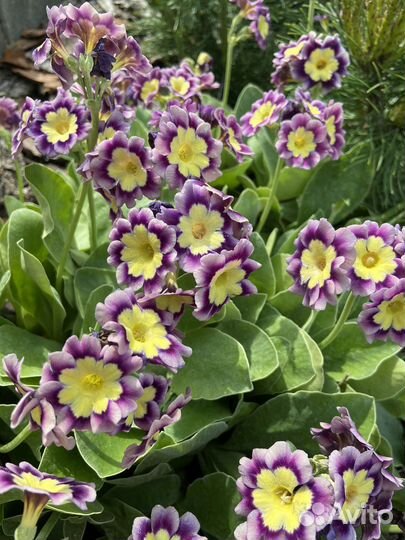 Цветы примула