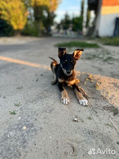 Щенок в добрые руки