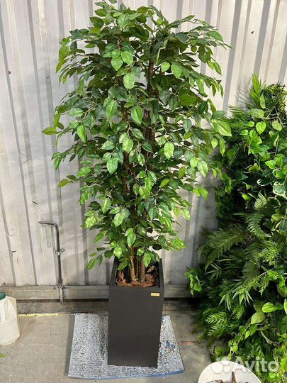 Фикус искусственный