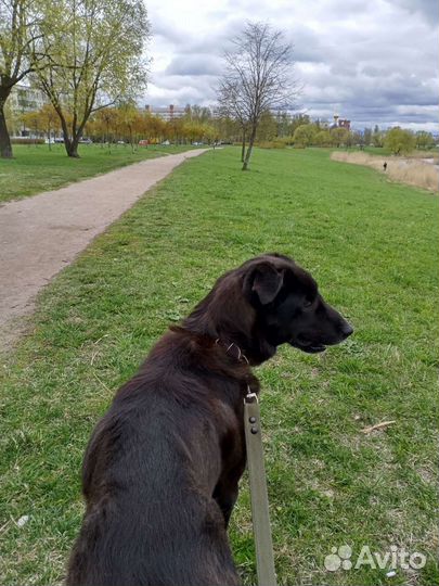 Пёс постигший Дзен