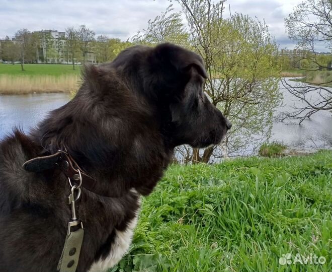 Пёс постигший Дзен