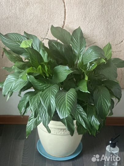 Спатифиллум-женское счастье.Большой
