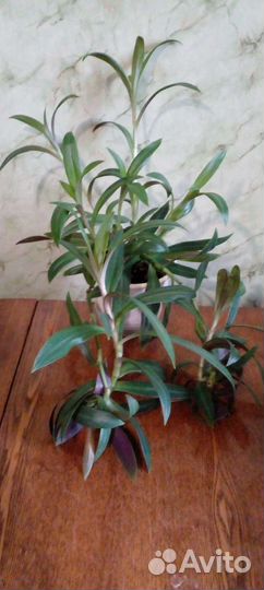 Комнатные растения