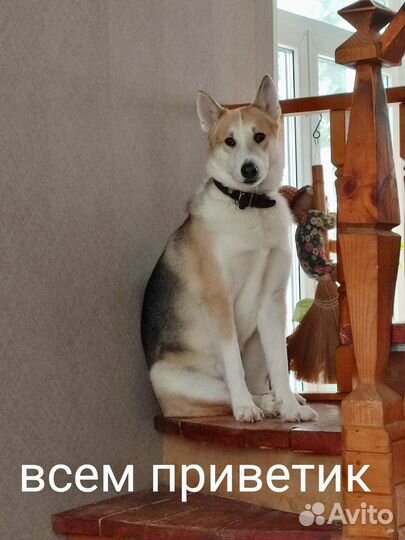 Собака в дар в добрые руки