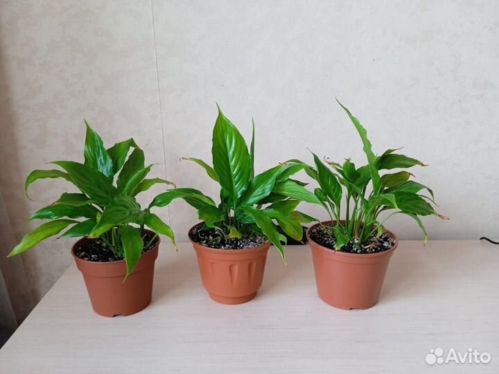 Комнатные цветы