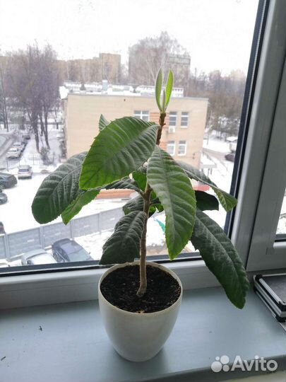 Мушмула (косточки для проращивания)