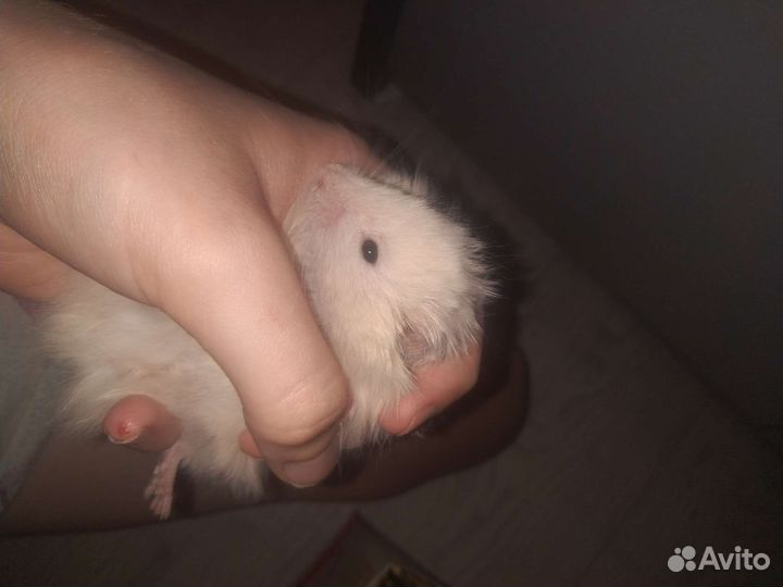 Сирийский хомяк