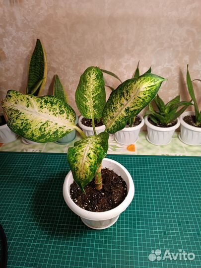 Фиалка фиолетовая