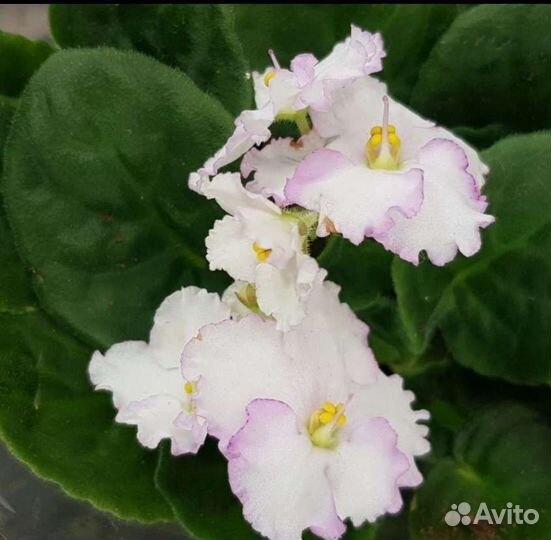 Фиалка сортовая