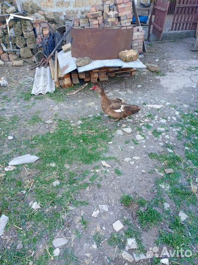 Селезень мускусных уток