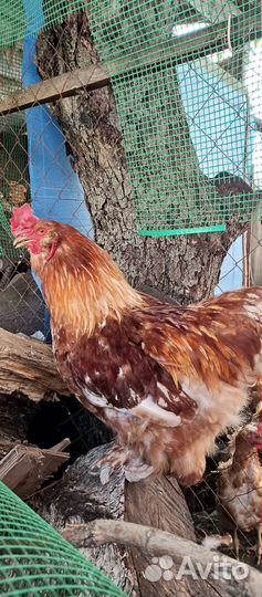 Петух Брама