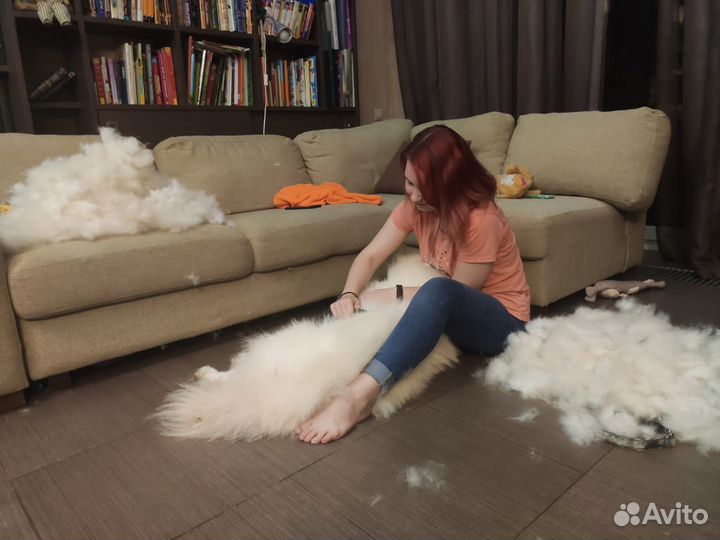 Передержка собак