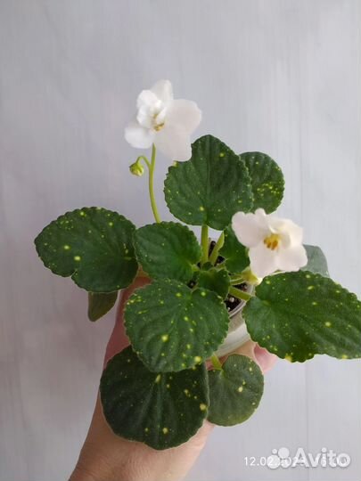 Фиалка шн-Космическая фея-ук. листы