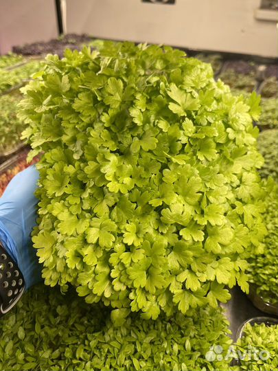 Микрозелень Сельдерей