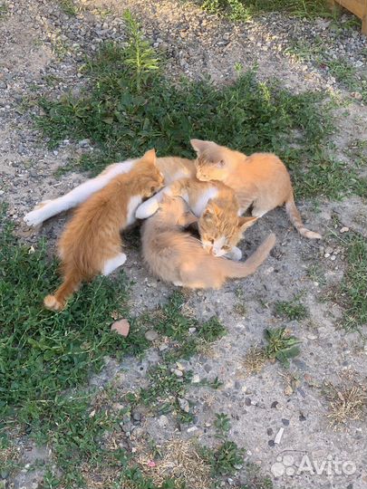 Отдам в хорошие руки рыжего котенка
