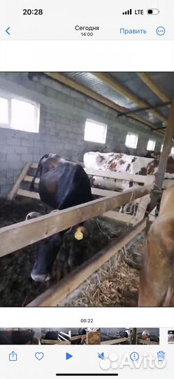 Корова стельная