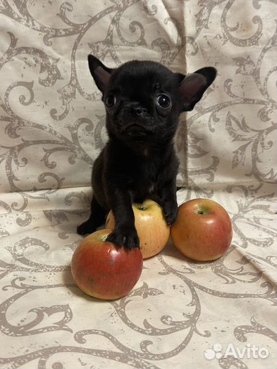 Чихуахуа супер мини мальчик с короткой мордочкой