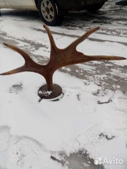 Вешалка из рогов лося