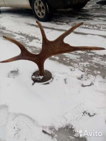 Вешалка из рогов лося