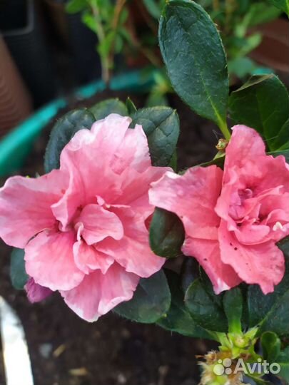 Азалии, магония, гибискусы