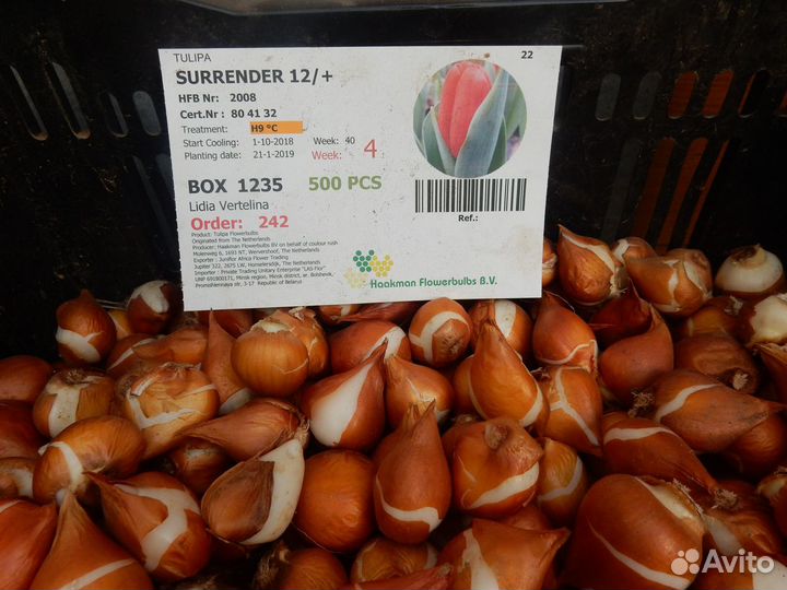 Луковицы тюльпанов