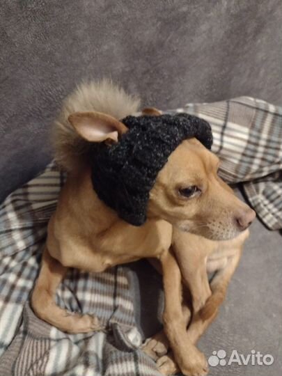 Шапки для собак
