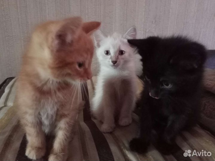 Котята