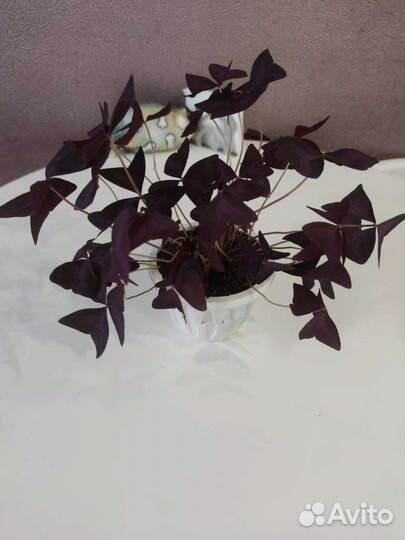 Кислица оксалис укорененные черенки