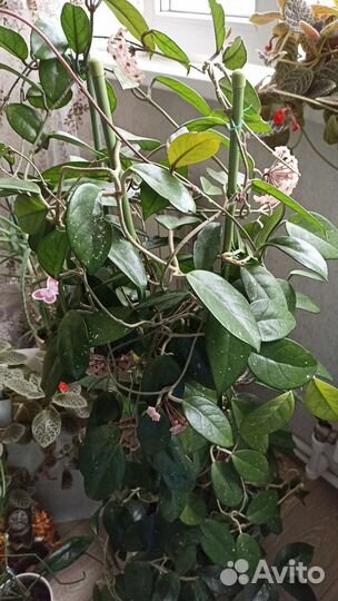 Хойя взрослая