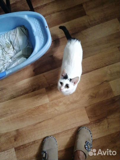 Кошка в дар