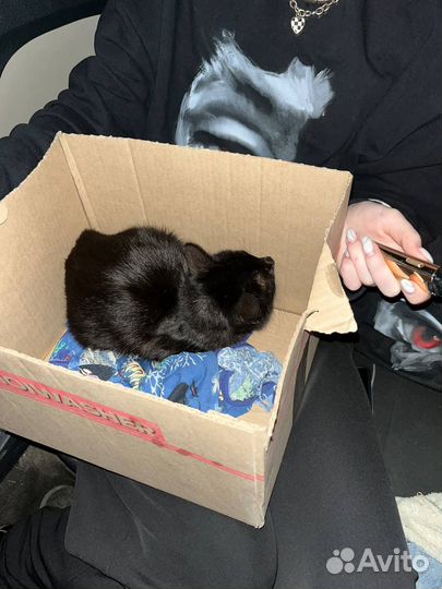 Кошка в дар