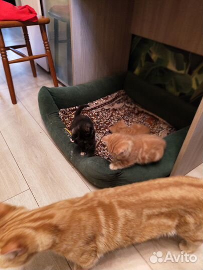 Шотландские котята