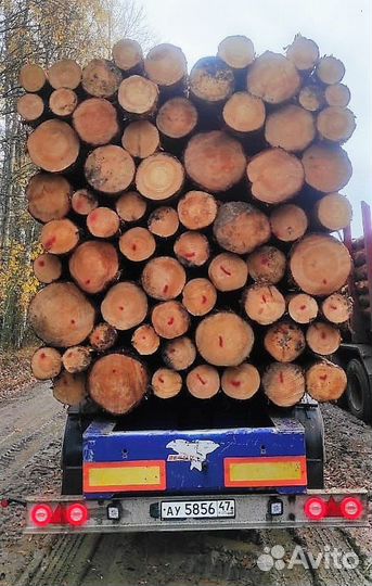 Лес кругляк