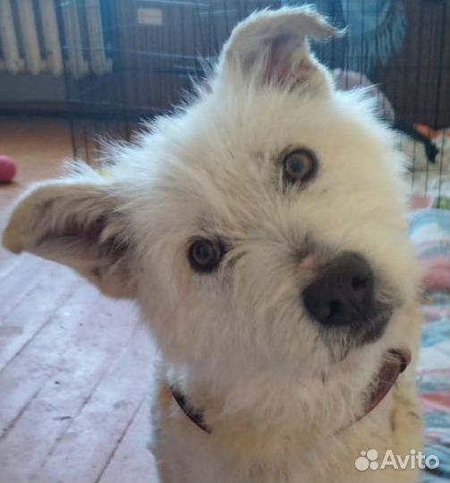 Двортерьер