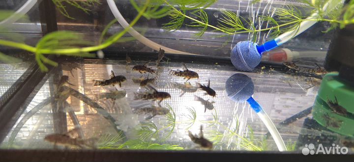 Сомики коридорасы крапчатый вуаль, альбиносы