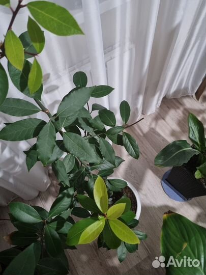 Лавровое дерево