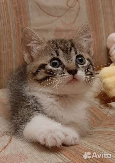 Котенок девочка 3 мес в дар