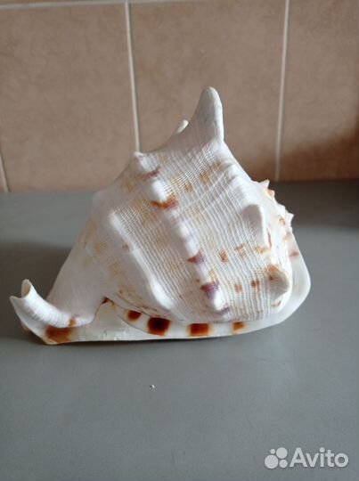 Ракушка
