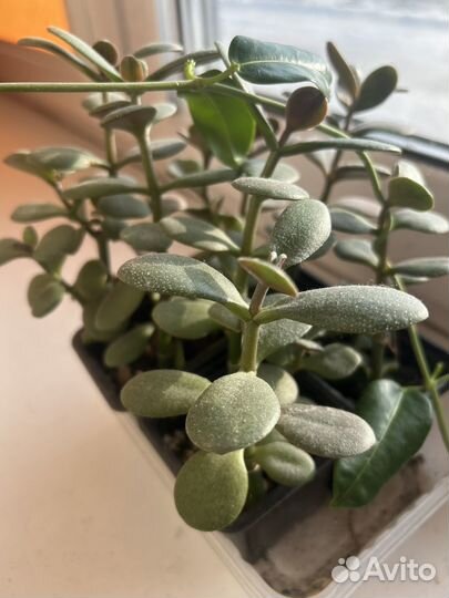 Отростки толстянки